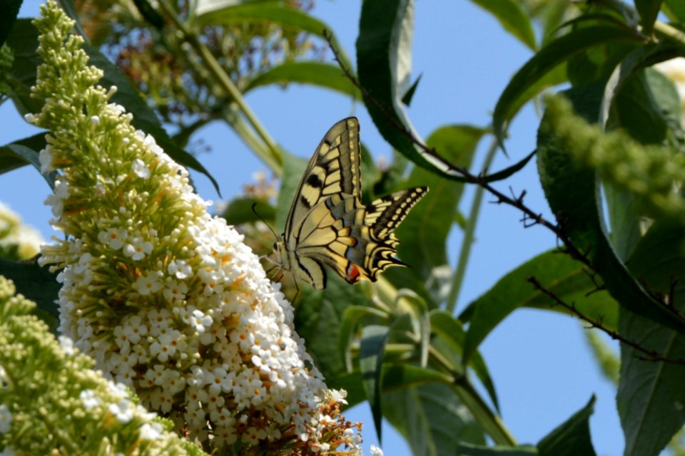 Schwalbenschwanz (Papilio machaon) auf Flieder (7)