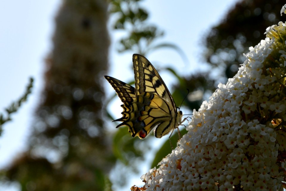 Schwalbenschwanz (Papilio machaon) auf Flieder