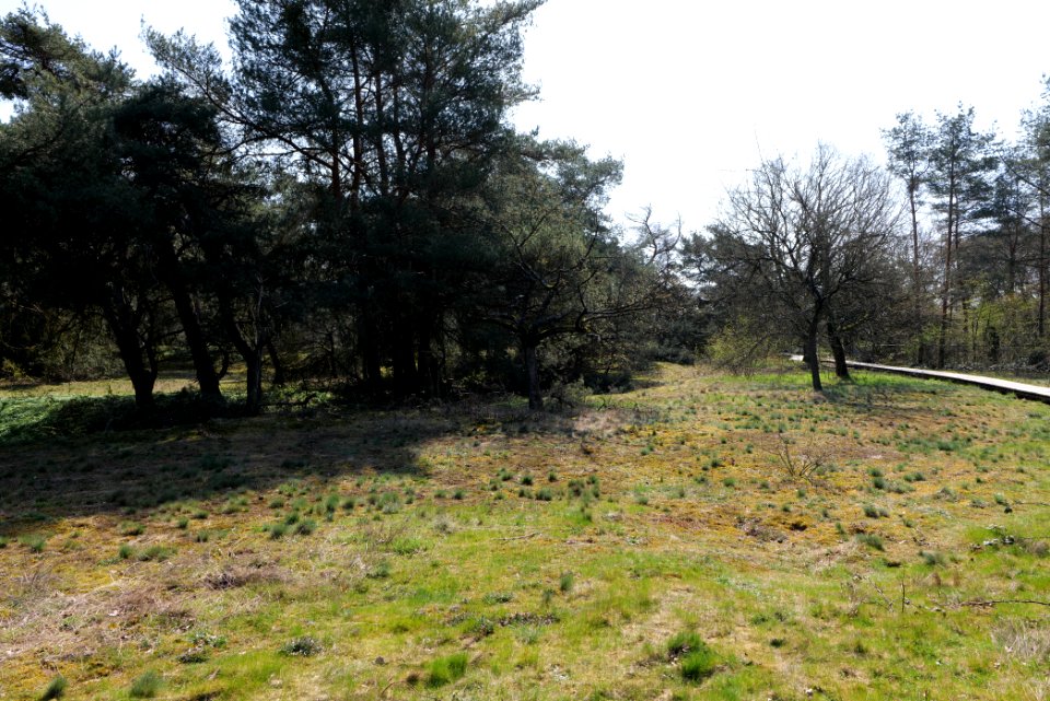 Schwanheimer Düne 2020-03-27 08