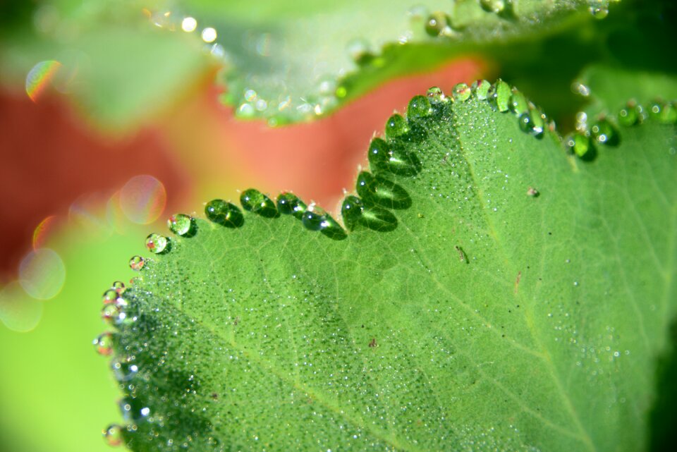 Drop water plants