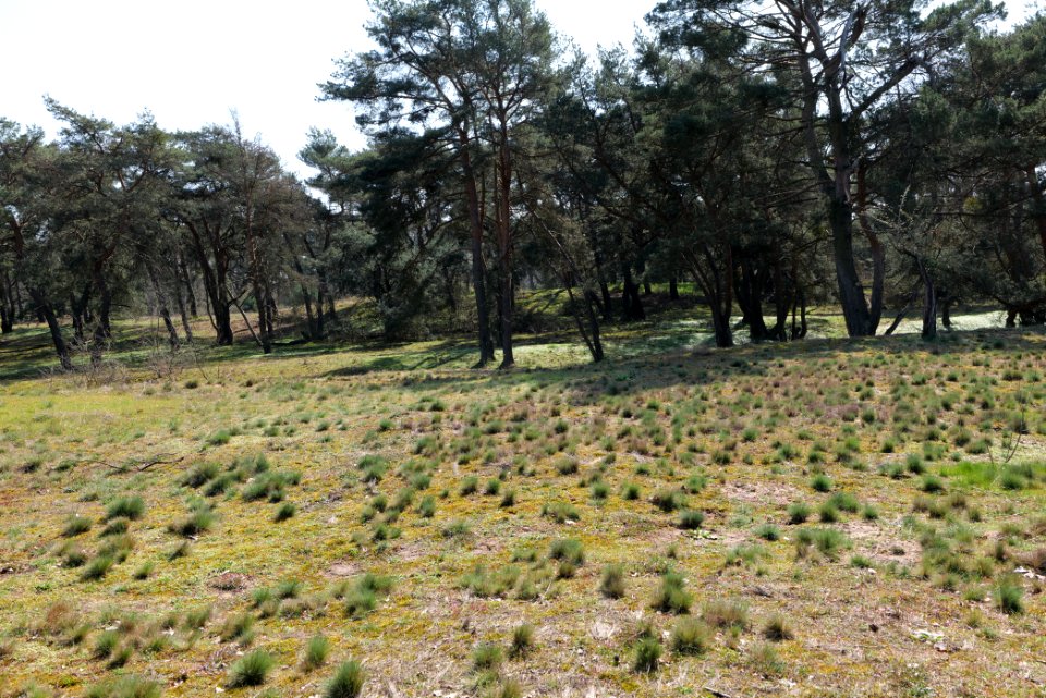 Schwanheimer Düne 2020-03-27 05