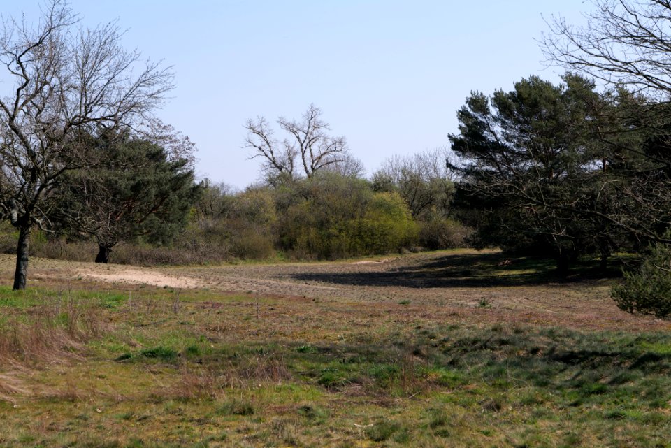 Schwanheimer Düne 2020-03-27 01