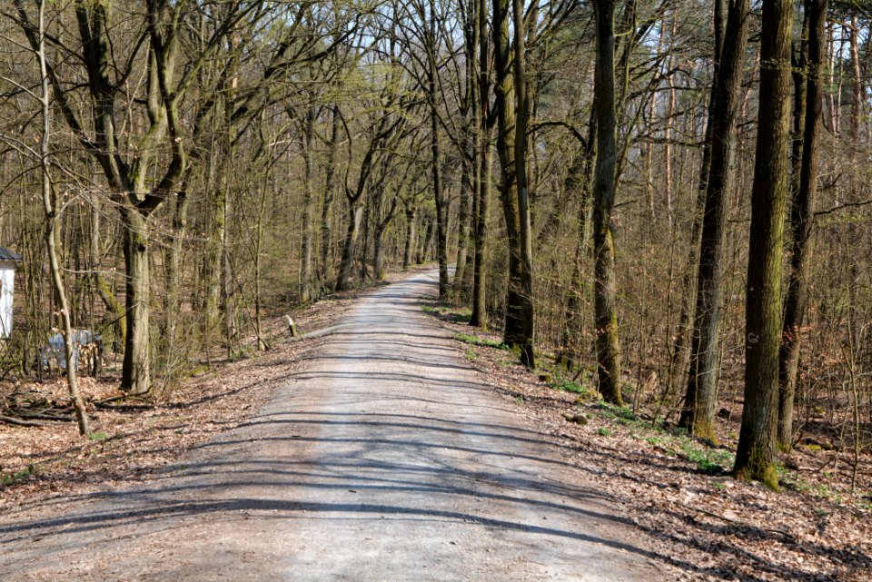 Schwanheimer Wald 2020-03-27 02