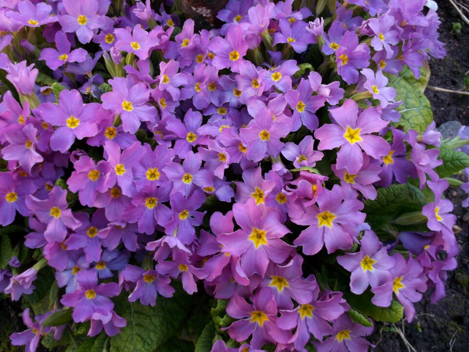 Primrose purple flowers purple primroses