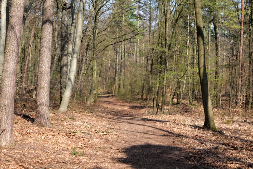 Schwanheimer Wald 2020-03-27 08