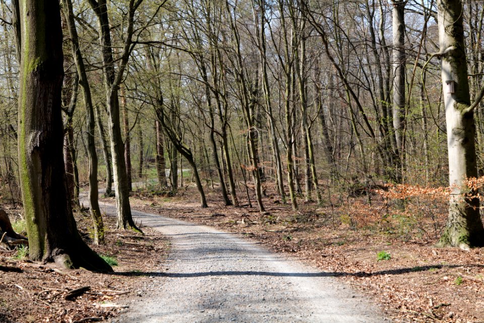 Schwanheimer Wald 2020-03-27 09