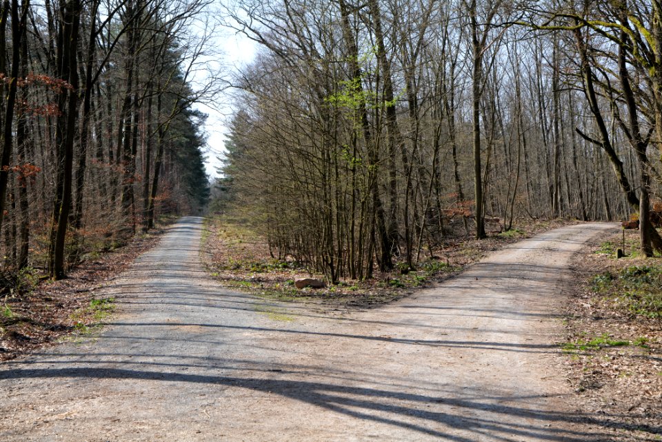 Schwanheimer Wald 2020-03-27 03