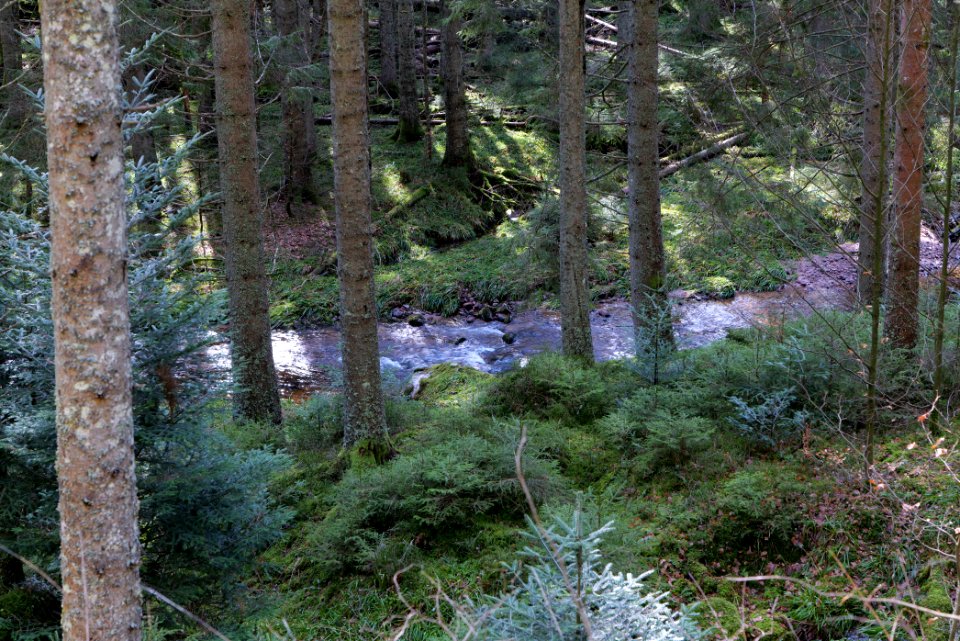 Schwarzenbach Northern Black Forest 2020-03-15 05