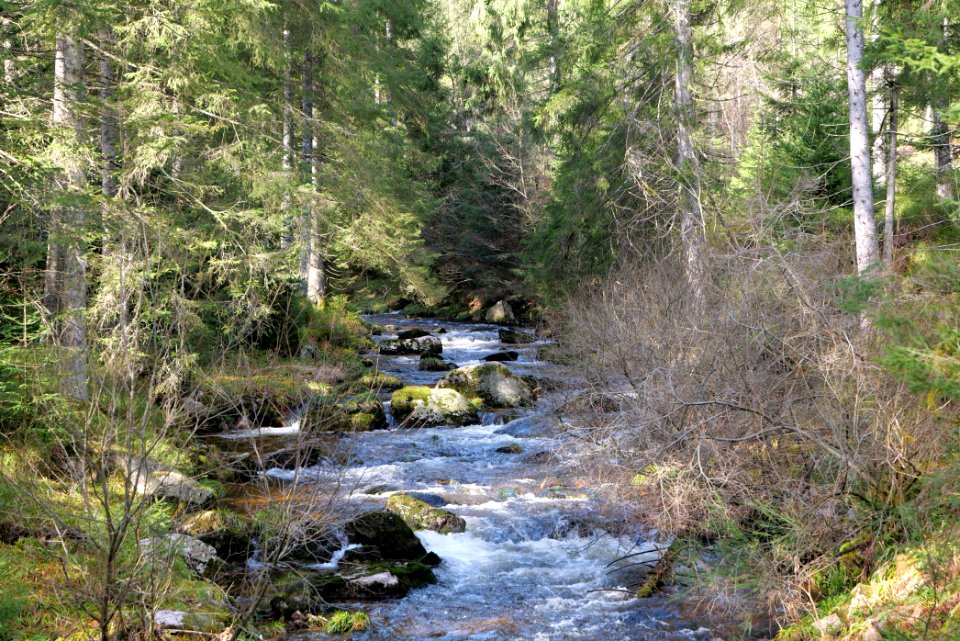 Schwarzenbach Northern Black Forest 2020-03-15 07