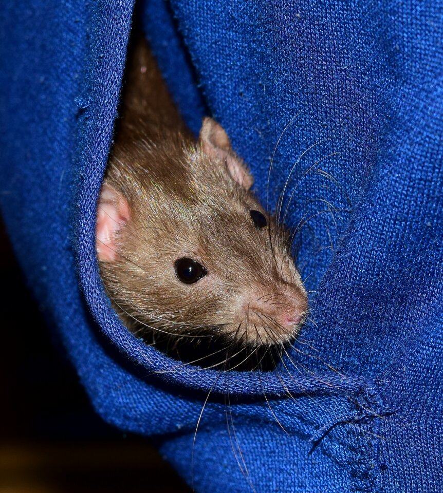 Rodent animal mammal