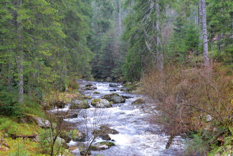Schwarzenbach Northern Black Forest 2020-03-10 04