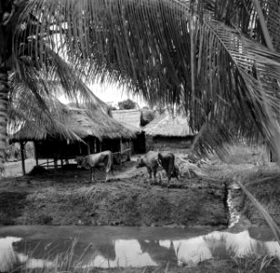 Schuur in een Javaanse kampong, waarschijnlijk in Nickerie, Bestanddeelnr 252-5522