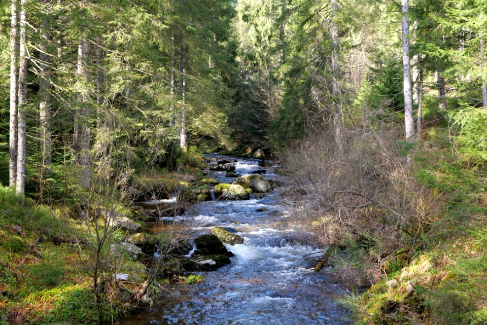 Schwarzenbach Northern Black Forest 2020-03-15 08