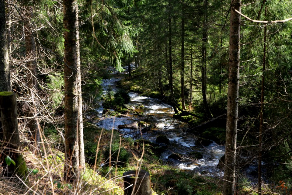 Schwarzenbach Northern Black Forest 2020-03-15 03