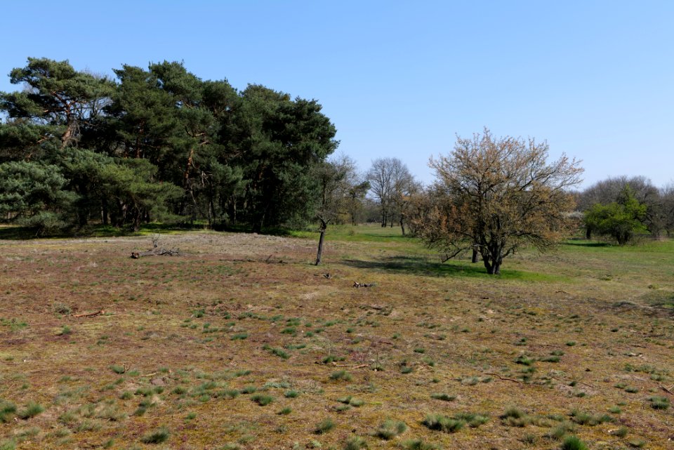 Schwanheimer Düne 2020-03-27 19