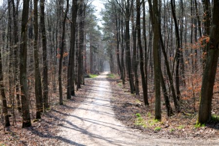Schwanheimer Wald 2020-03-27 01