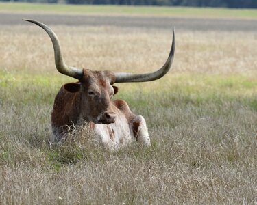 Horn ranch texas photo