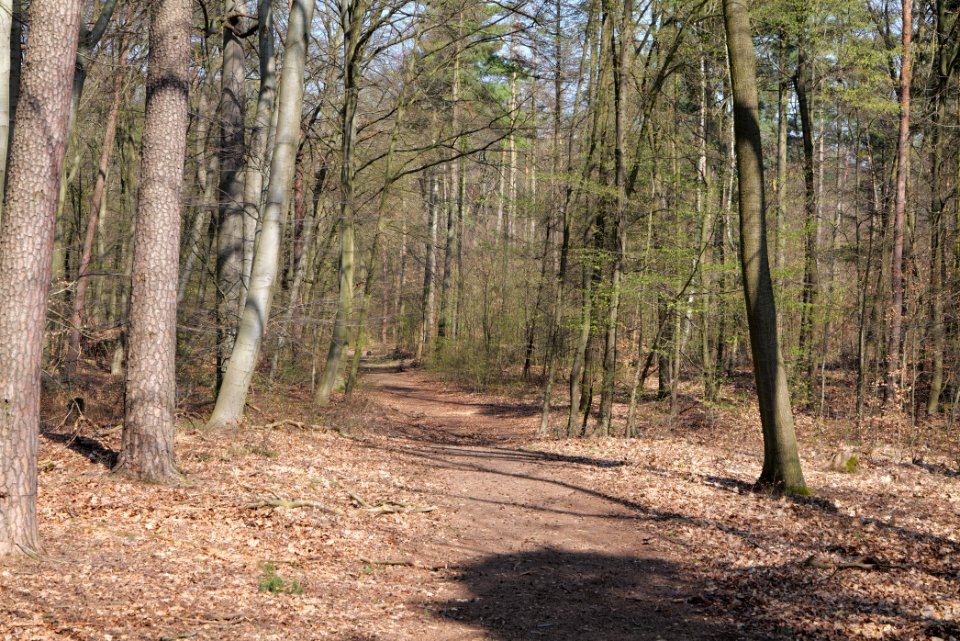 Schwanheimer Wald 2020-03-27 07