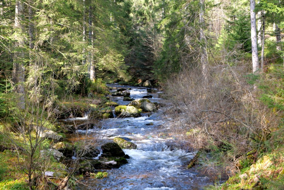 Schwarzenbach Northern Black Forest 2020-03-15 06