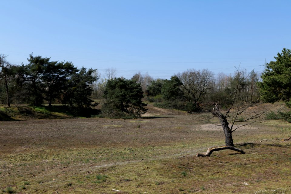 Schwanheimer Düne 2020-03-27 15