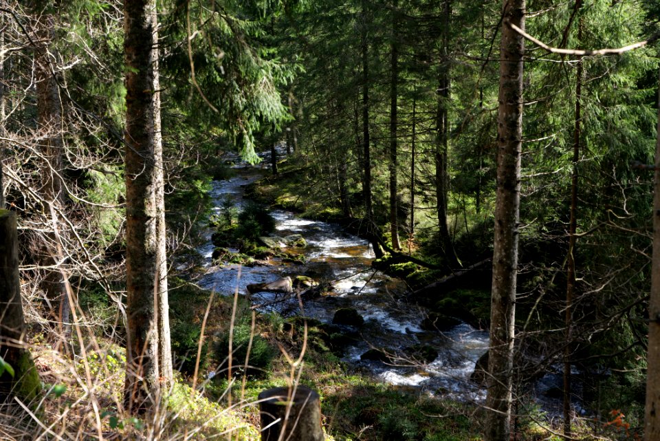 Schwarzenbach Northern Black Forest 2020-03-15 04