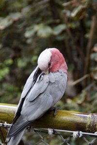 Bird parrot plumage