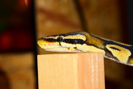 Reptile boa scale