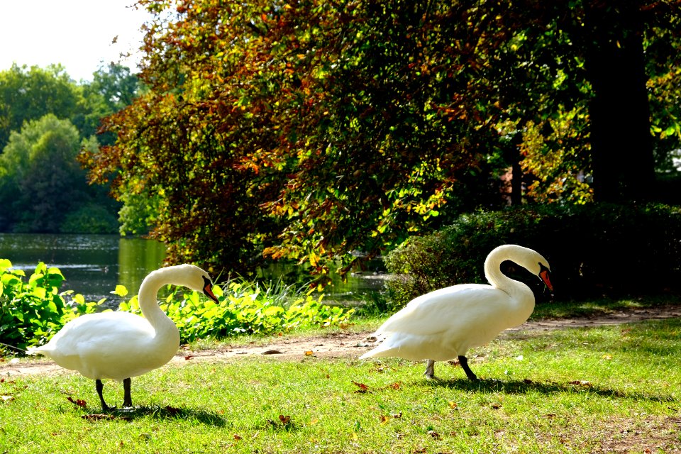 Schwäne am Tübinger Anlagensee (September 2018)