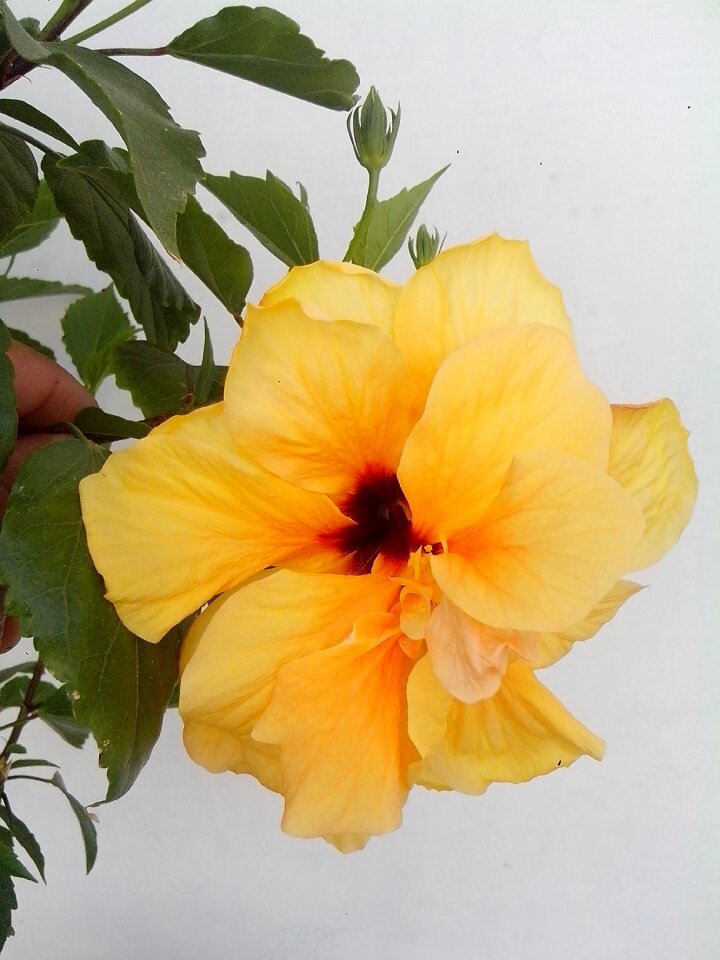 Yellow hibiscus yellow flower chinese rose