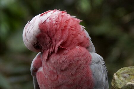 Bird parrot plumage