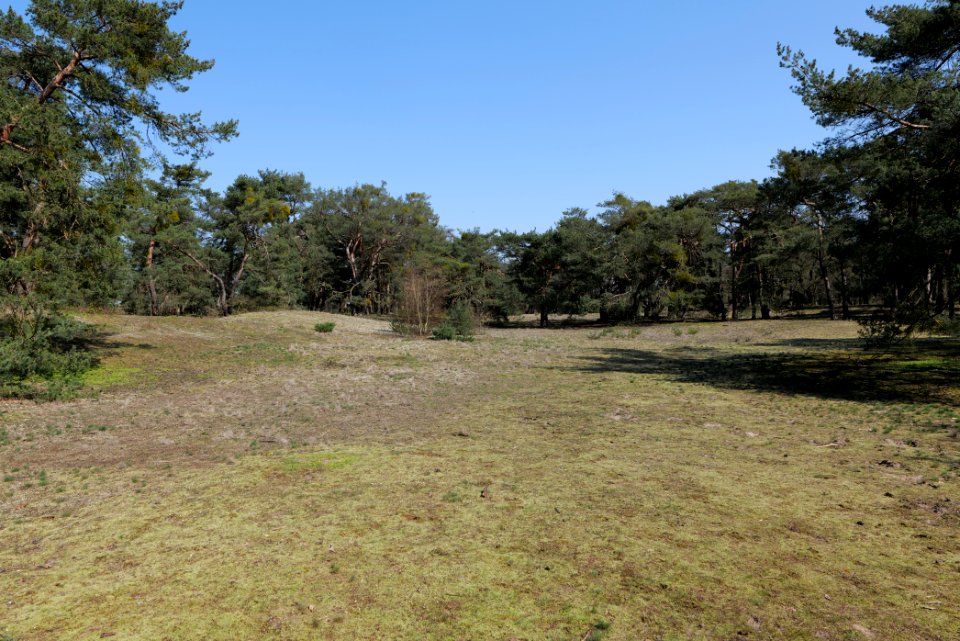 Schwanheimer Düne 2020-03-27 11