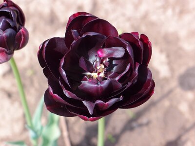 Purple tulip spring flower photo