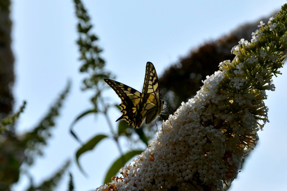 Schwalbenschwanz (Papilio machaon) auf Flieder (4)