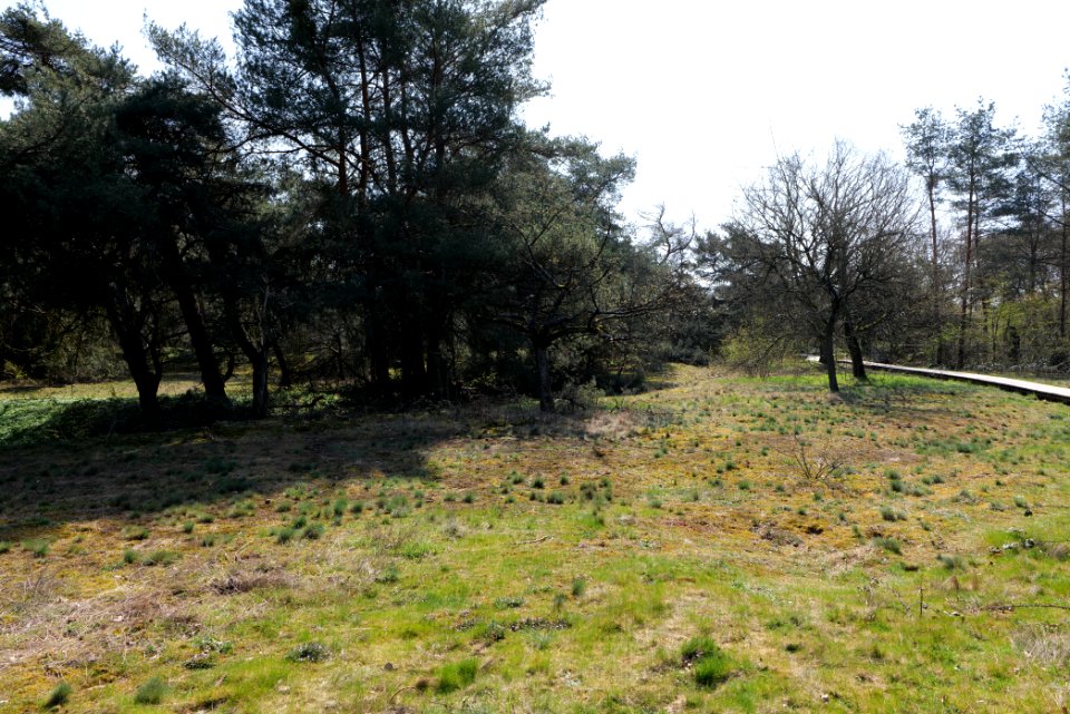 Schwanheimer Düne 2020-03-27 07