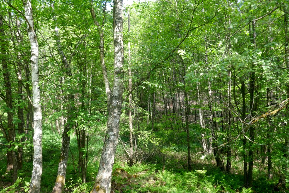 Schwaney - Bodental - 03