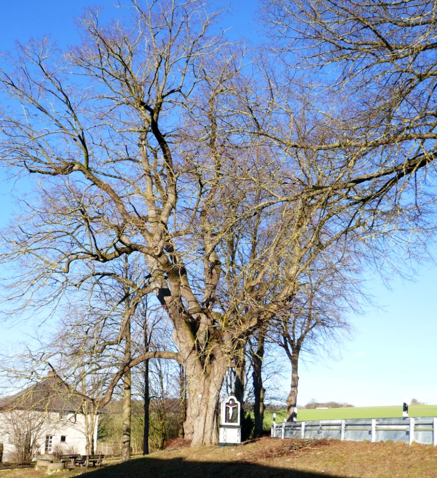 Schwaney - Linde westlich Schwaney