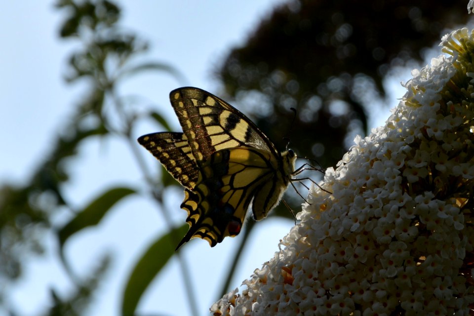 Schwalbenschwanz (Papilio machaon) auf Flieder (3)