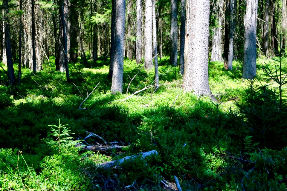 Schwaigwaldmoos wald