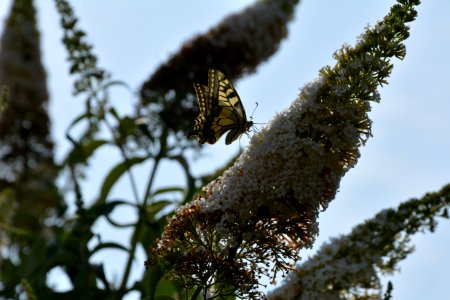 Schwalbenschwanz (Papilio machaon) auf Flieder (2)