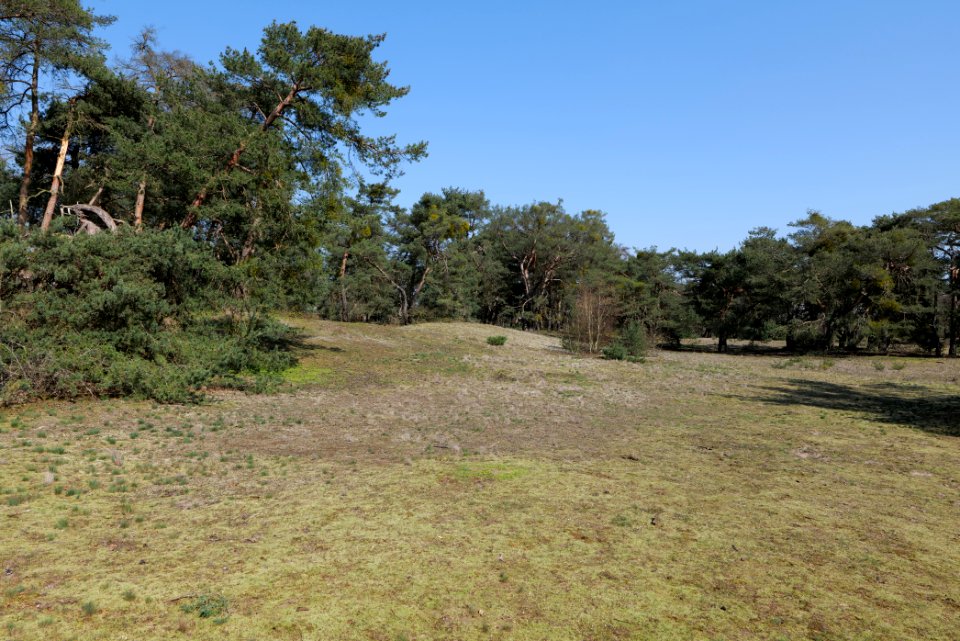 Schwanheimer Düne 2020-03-27 12