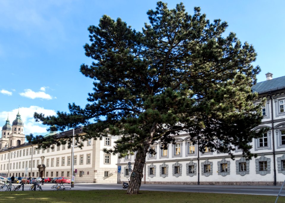 Schwarzföhre in Innsbruck