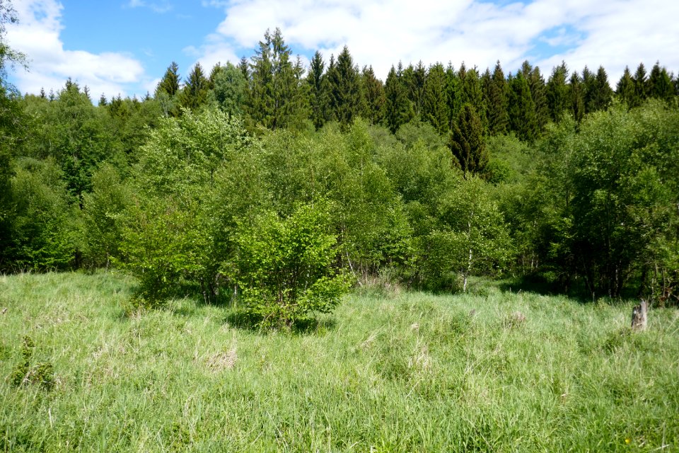 Schwaney - Bodental - 04
