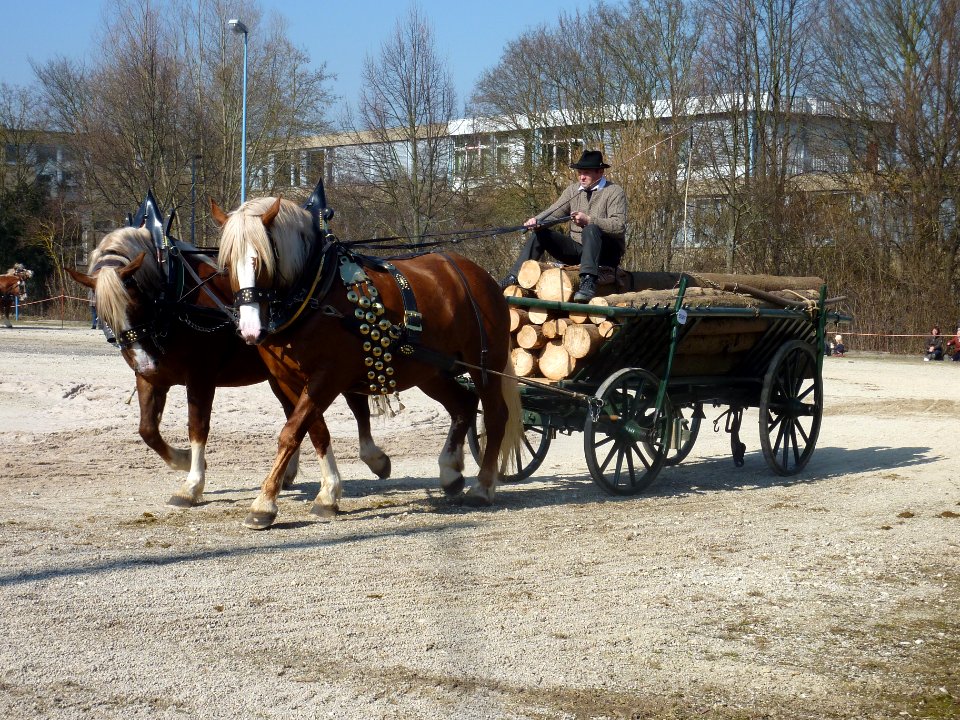 Schwarzwälder Kaltblüter vor Langholzwagen