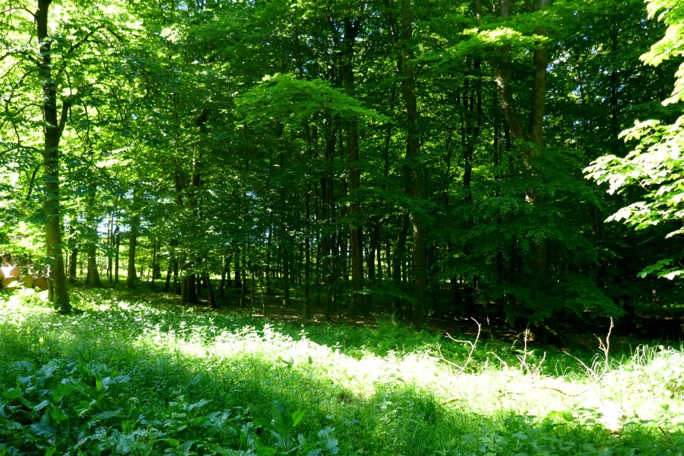 Schwaney - Rauhegrund - 08