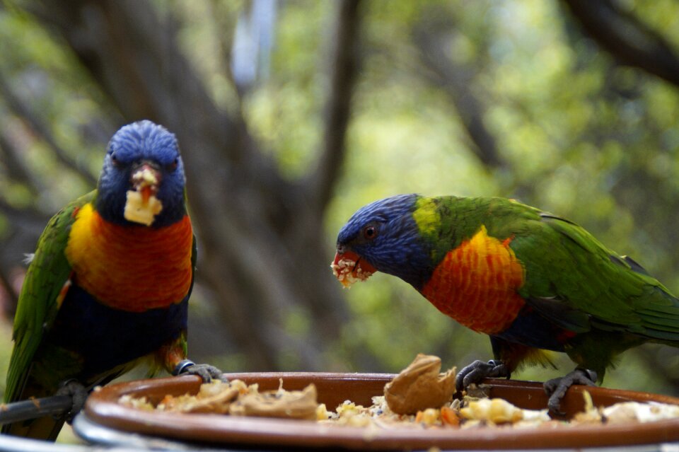Zoo bird aviary two