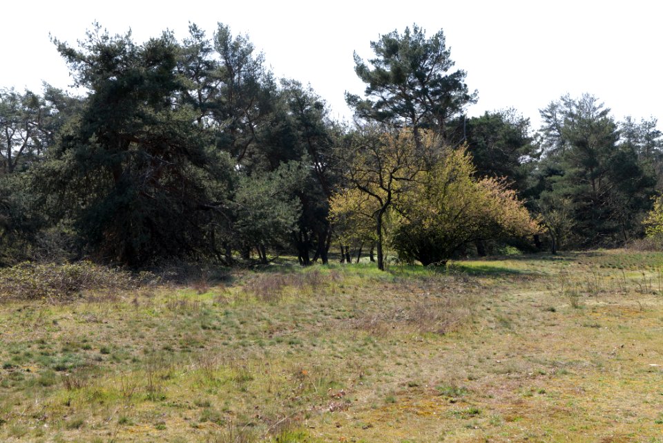 Schwanheimer Düne 2020-03-27 03