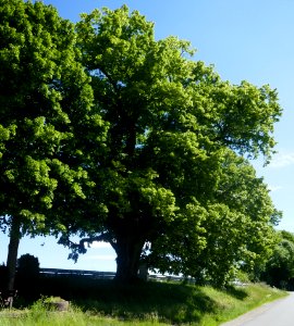 Schwaney - Linde Auf dem Heng photo