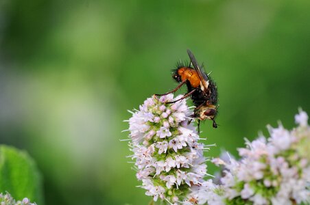 Garden nature summer photo