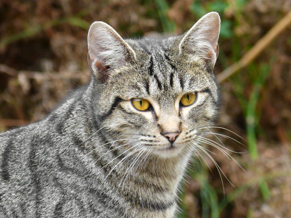 Housecat green eyes brindle