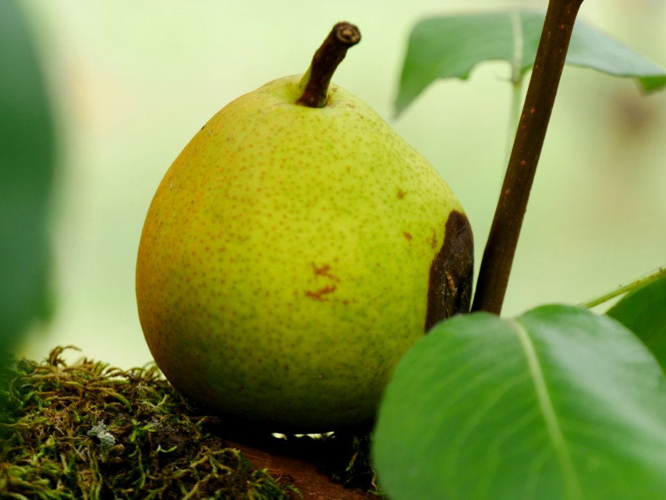 Schweizer Wasserbirne Freilichtmuseum Roscheider Hof Ganzer Frucht H9